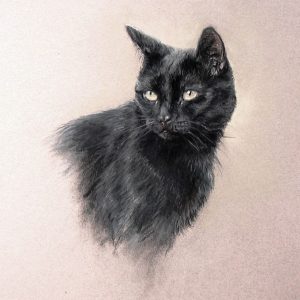 Zwarte kat in opdracht
